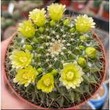 萌卉植开花仙人球带花苞多肉植物带盆阳台庭院盆栽室内办公室绿植绯花玉 金洋丸7-8cm 无花苞 简易盆发货
