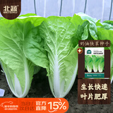 北蔬 奶油四季快菜种子苗小白菜春季种蔬菜种籽 快翠奶油快菜种子50g