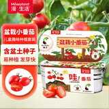 漫生活小番茄盆栽小番茄种子儿童植物小盆栽幼儿园观察实验绿植带花盆