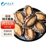 鲜拔头筹 青岛鲜活大鲍鱼海捕 大号鲍鱼鲜活冷冻生鲜贝类火锅烧烤特大鲍鱼 活冻大鲍鱼 800g 16头