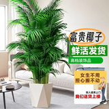 叹为观止 大型盆栽 单杆辫子发财树天堂鸟绿萝散尾葵办公室内开业乔迁礼品 富贵椰子【1.3—1.5米】 含盆