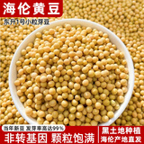 东北东升1号小粒黄豆发芽豆生长黄豆芽豆子纳豆非转基因豆高蛋白 东升1号小粒芽豆2500g*1袋