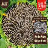 北蔬 向日葵种子食用盆栽观赏大粒瓜子葵花籽 食用向日葵种子约200粒