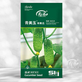 寿禾 旱黄瓜种子强雌籽种各种水果青瓜春季四季蔬菜寿光种籽 青美玉旱黄瓜种子10g（约300粒）
