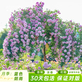 海蒂的花园旗舰店月季花卉盆栽小苗灌木蔷薇阳台观赏南北方四季可种原盆原土 月季蓝色阴雨15cm盆 含盆