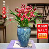 劉閣蘭花年宵兰花盆栽墨兰年年红多苗带5支花带山水如画陶瓷盆源头直发