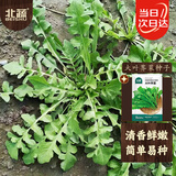 北蔬 荠菜种子苗农家大叶四季播种野菜菜种籽 农家荠菜种子10g约5万粒