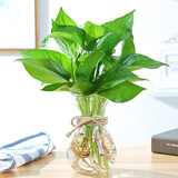 若绿大绿萝盆栽绿植花卉水培观叶长藤室内清新空气植物源头直发包邮 1套玻璃瓶+绿萝(含麻绳)