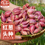 寿禾 四季红葱头小葱种子火葱头四川干皮冬春季蔬菜莱疏菜阳台种种籽 红葱头 半斤带肥