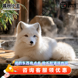 暮秋小主网红家养狐狸活体幼崽雪狐白狐白化熊猫狐冰岛狐宠物狐狸活物幼宠 异瞳白狐