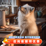 暮秋小主网红家养狐狸活体幼崽雪狐白狐白化熊猫狐冰岛狐宠物狐狸活物幼宠 蓝眼白狐