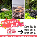 卡奇鱼 工具鱼 鼠鱼  异形鱼 垃圾鱼 底栖鱼 观赏鱼 清缸除藻胡子帆蛇仔 鼠鱼套餐B