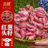 北蔬 红葱头种子苗四季小葱家庭盆栽蔬菜苗 红葱头1.5斤源头直发包邮