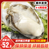 一虾一世界鲜活乳山生蚝带壳/现剥速冻去壳生蚝肉 新鲜牡蛎海蛎子 火锅烧烤 【4-6两】生蚝净重5斤 8-12只