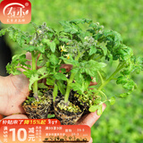 寿禾西红柿苗秧大全蔬菜苗千禧苗活苗圣女果苗小番茄批发普罗旺斯 矮生黄番茄苗 6棵