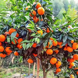 颜怒正宗嫁接砂糖橘子树苗无籽蜜橘树苗盆栽地栽果树苗南方北方种植 正宗沃柑 四年当年结果
