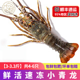 壹家盛生鲜小青龙虾冰鲜冷冻小青龙仔海鲜大虾大青龙虾过年送礼海鲜礼盒 【3-3.3斤】共4-6只