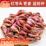 寿禾 四季红葱头小葱种子火葱头四川干皮冬春季蔬菜莱疏菜阳台种种籽 红葱头 2斤+2小包肥