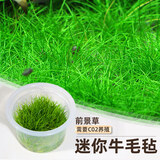 疯狂水草（FKSC）无菌杯鱼缸水草高珍珠草日本珍珠草莫斯阴性草缸造景真水草植物 【前景草坪】无菌杯-迷你牛毛