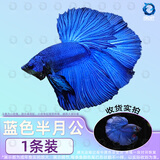 百纶木千泰国斗鱼观赏鱼小型鱼热带鱼室内小鱼缸可养迷你淡水鱼活鱼好养活 2.5-3cm 大尾*蓝色半月公（送饲料）