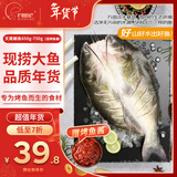 钓鱼记叉尾鮰鱼1.3斤-1.5斤(赠烤鱼酱) 三去净重 冷冻 烤鱼生鲜年货送礼