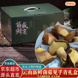 京地达云南特产新鲜见手青菌净重2斤礼盒装牛肝菌食用菌源头直发包邮