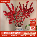 京东鲜花特级【北美冬青A级】5枝新春年宵花红发财果招财鲜枝基地源头直发