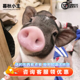 暮秋小主【猪猪侠同款】宠物小香猪活体幼崽家养纯种迷你猪活物可爱萌宠 泰国小香猪幼崽（母）
