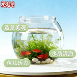 宠街坊鱼缸生态一体缸乌龟缸鱼缸桌面PET透明圆形鱼缸送礼