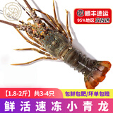 壹家盛生鲜小青龙虾冰鲜冷冻小青龙仔海鲜大虾大青龙虾过年送礼海鲜礼盒 【1.8-2斤】共3-4只