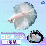 百纶木千泰国斗鱼观赏鱼小型鱼热带鱼室内小鱼缸可养迷你淡水鱼活鱼好养活 2.5-3cm 大尾*白色半月公（送饲料）