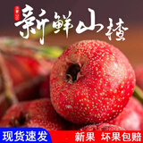 沂蒙山新鲜山楂大金星山楂大五棱鲜果特级大果山楂泡酒冰糖葫芦 1斤净重新鲜大金星山楂大果