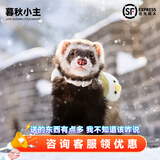 暮秋小主安哥鲁貂活体 宠物雪貂幼崽小龙貂活物亲人好养 浣熊色（死亡全赔）