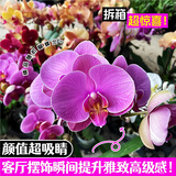 劉閣蘭花兰花盆栽室内客厅花卉绿植蝴蝶兰随机盲盒带花剑配瓷白盆源头直发