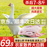 王氏正德 农家散养大白鹅整只 新鲜冷冻鹅肉嫩鹅土鹅 大鹅生鲜 大鹅净重7-8斤