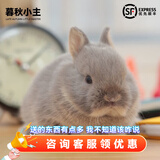 暮秋小主血统宠物兔垂耳兔活体大型安哥拉长毛迷你侏儒猫猫兔活物已做疫苗 单血统暹罗侏儒猫猫兔