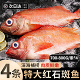 百库特大红石斑鱼海捕鲜活冷冻大眼鱼净重富贵鱼深海鱼类中秋礼盒送礼 700g-800g*4条