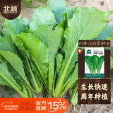 北蔬 小白菜种子苗春季阳台种速生青菜种籽 四季小白菜种子200g(大袋)