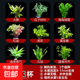 【京东物流】水草套餐 好养耐活真水草植物绿菊大叶绿九冠鱼缸 随机三杯升级吸盘杯（强烈推荐）