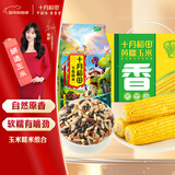 十月稻田 黄糯玉米10根+七色糙米1kg 杂粮粗粮