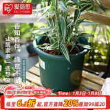 爱丽思（IRIS）Deepot花盆加厚树脂控根圆口绿萝绣球蔷薇月季塑料花盆 7号深绿色(口径约23.7cm)无盆托