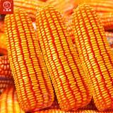 大禹郑单958玉米种子国审产高矮大棒杂交抗旱抗倒官方正品矮杆包谷 国审郑单958玉米种子500g10袋