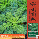 寿禾 羽衣甘蓝种子苗食用绿色蔬菜种籽 潍育绿罗莎羽衣甘蓝种子500粒