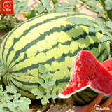 大禹懒汉西瓜种子苗特大适合南方早熟懒人8424麒麟瓜美都无籽水果蔬菜 懒汉西瓜种子约50粒2袋免打叉