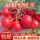 沂蒙山新鲜山楂大金星山楂大五棱鲜果特级大果山楂泡酒冰糖葫芦 2斤净重新鲜大金星山楂大果