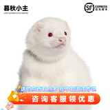 暮秋小主安哥鲁貂活体 宠物雪貂幼崽小龙貂活物亲人好养 红眼雪貂（死亡全赔）