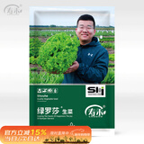 寿禾 罗莎生菜种子苗四季生吃冬春蔬菜籽 潍育绿罗莎生菜种子10g*3包