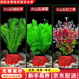 疯狂水草（FKSC）真水草鱼缸造景套餐净化水质懒人鱼缸水草植物直接入缸蜈蚣草 【火山石】水草新手入门3棵