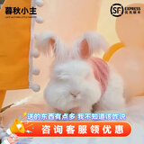 暮秋小主血统宠物兔垂耳兔活体大型安哥拉长毛迷你侏儒猫猫兔活物已做疫苗 网红大型安哥拉纯白幼兔