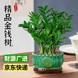 爱优尚金钱树盆景办公室桌面盆栽室内客厅绿植好养钱串子招财树源头直发